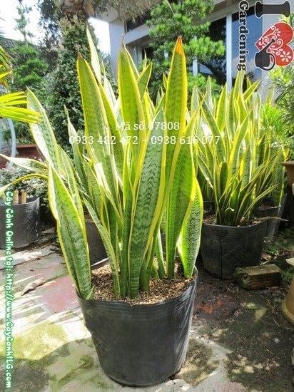 Cây Lưỡi Hổ Bụi Lớn (Cao 60cm – Ms: 07808)