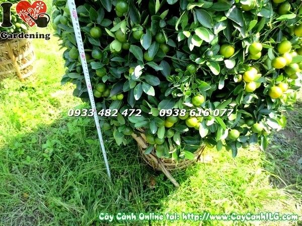 Cây Tắc (Cao 170cm – Ms:19622)