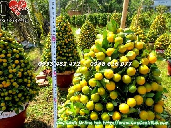 Cây Tắc Hình Tháp ( Cao 95cm – Ms:19629)