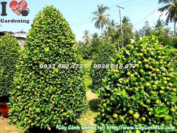 Cây Tắc Lớn Hình Tháp Đẹp (Ms:19636)