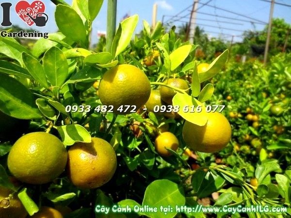 Cây Tắc Trồng Chậu (Ms:19646)