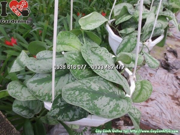 Cây Trầu Bà Pháp (Ms: 24352)