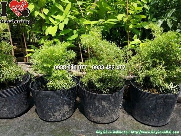 Cây Đinh Lăng Lá Nhuyễn (Cao 20cm – Ms:25829)