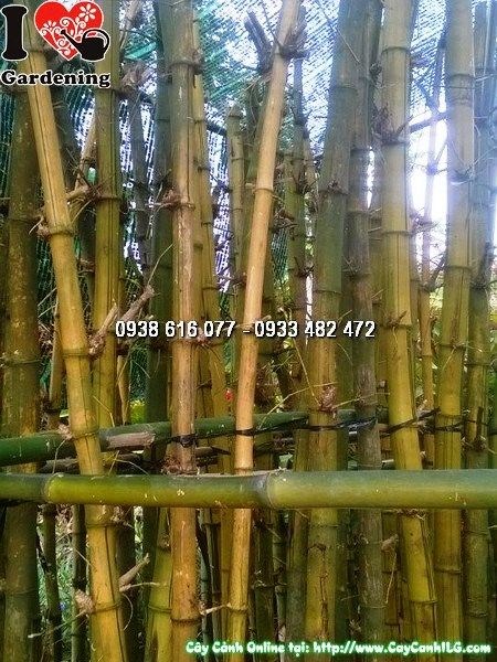 Cây Tre Vàng (Cao 1m8 – Ms:25876)