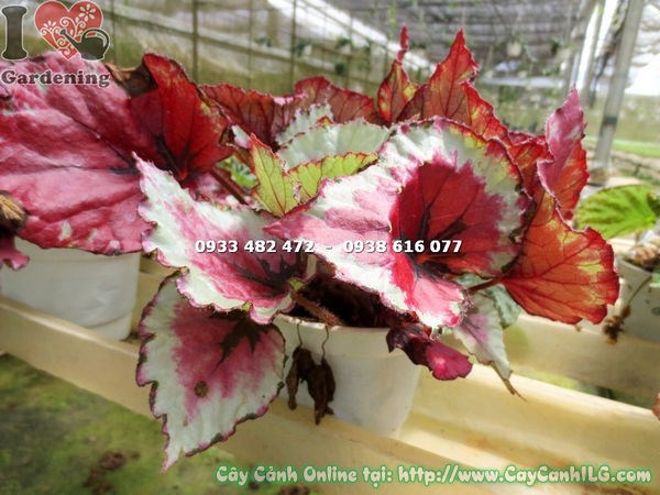 Cây Hải Đường Lá (Cao 20cm – Ms: 15318)