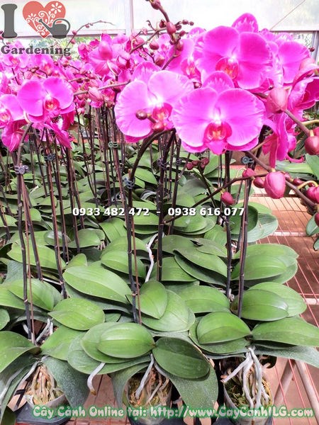 Cây Lan Hồ Điệp Hoa Ánh Hồng (Ms: 15195)