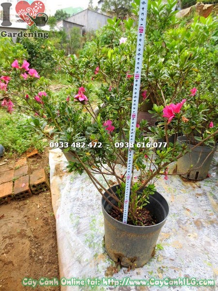 Cây Đỗ Quyên Hoa Đỏ Hồng Bụi (Cao 75cm – Ms: 15355)