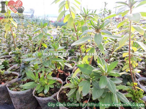 Cây Đỗ Quyên Giống (Cao 20cm – Ms: 13162 )