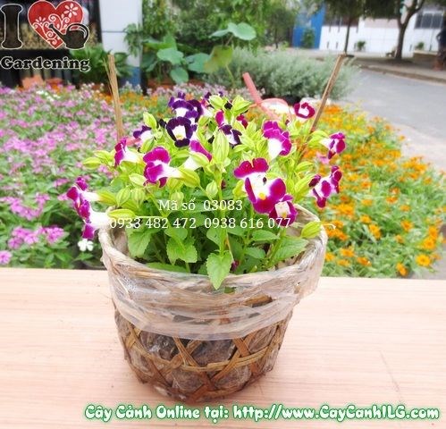 Cung Cấp Cây Cảnh Có Hoa