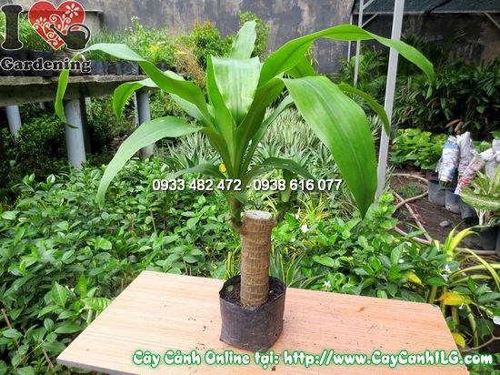 Cây Thiết Mộc Lan (Cao 35cm – Ms:12504)