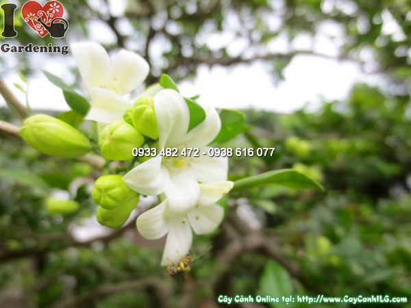 Cây Quý Bonsai Cổ Thụ Đẹp (Cao 140cm, hoành 100cm, Ms:12503)