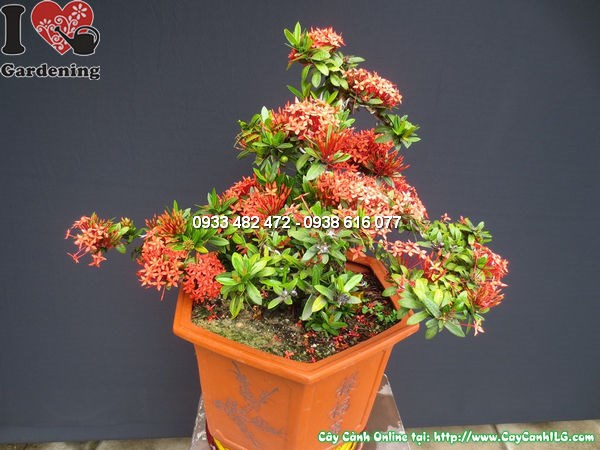 Cây Mẫu Đơn Đỏ Bonsai Đẹp (Cao 40cm, hoành 30cm, Ms:12537)