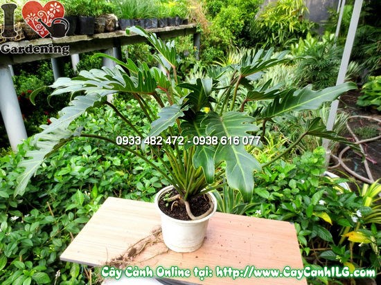 Cây Trầu Bà Lá Xẻ (Cao 45cm – Ms: 12539)
