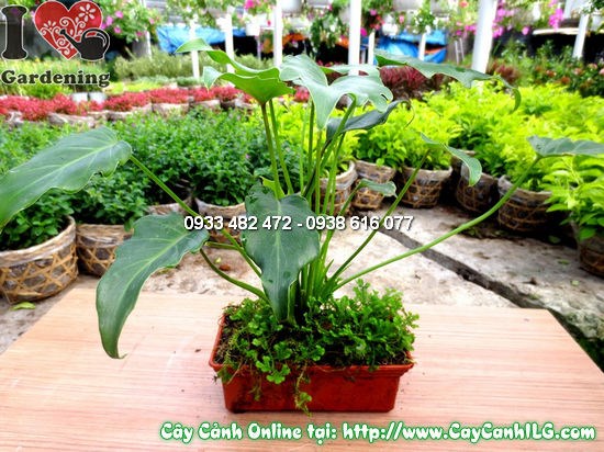 Cây Trầu Bà Lá Xẻ Chậu Rêu (Cao 25cm – Ms: 12557)