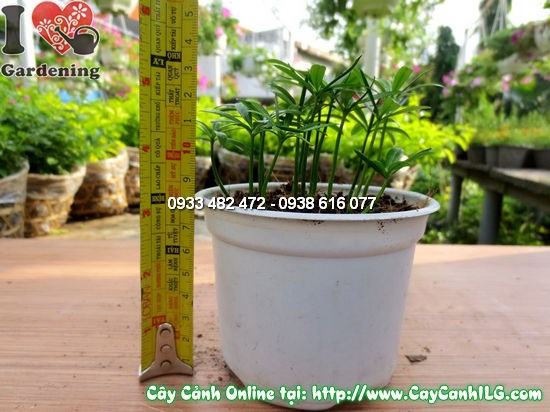 Cây La Hán Tùng Con (Cao 10cm – Ms: 12582)