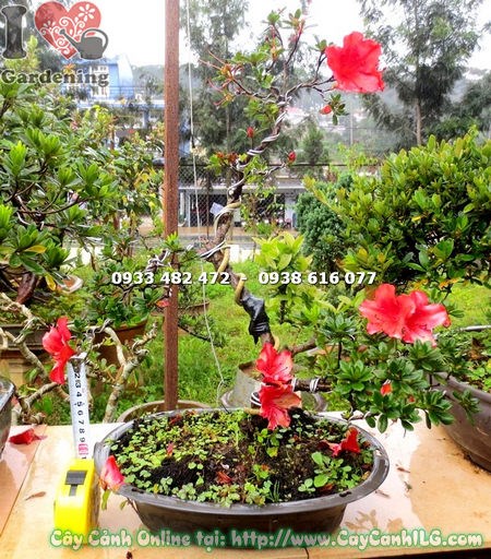 Cây Đỗ Quyên Hoa Đỏ Mini Bonsai (Cao 35cm – Ms:13169)