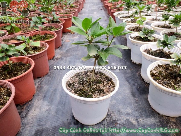 Cây Đỗ Quyên Úc Giống (Cao 20cm – Ms: 13177 )