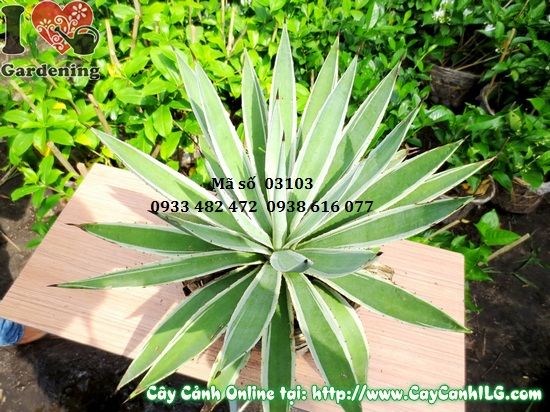 Cây Thùa (Cao 40cm – Ms: 03103)