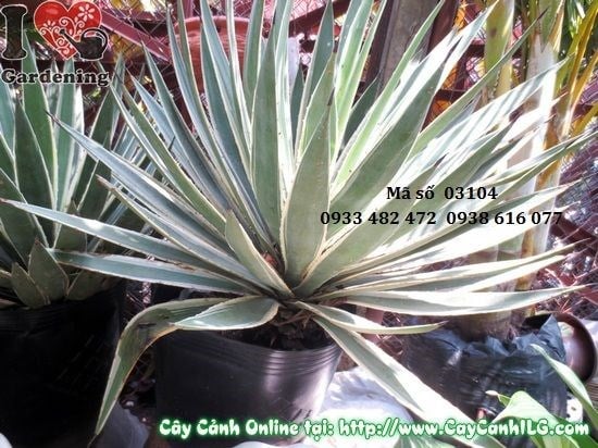 Cây Thùa (Cao 55cm – Ms: 03104)