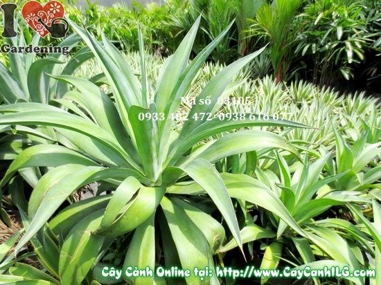 Cây Thùa Xanh (Cao 50cm – Ms: 03105)