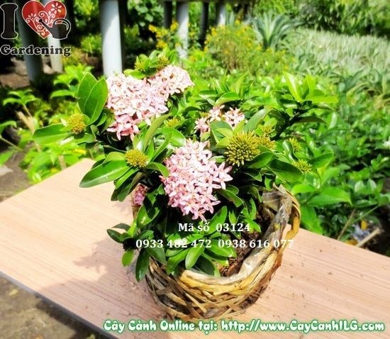 Cây Trang Thái Hồng (Cao 20cm – Ms: 03124)