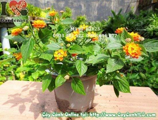 Cây Trâm Ổi Củ Chi (Cao 15cm – Ms: 03123)