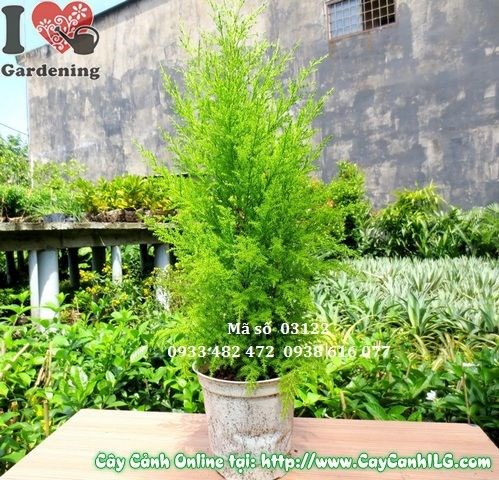 Cây Tùng Thơm (Cao 30cm – Ms: 03122)