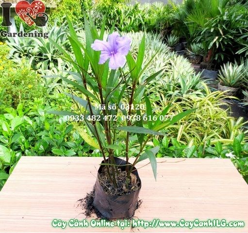 Cây Chiều Tím (Cao 25cm – Ms: 03120)