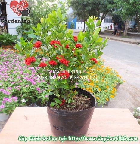 Cây Trang Sen (Cao 30cm – Ms: 03119)