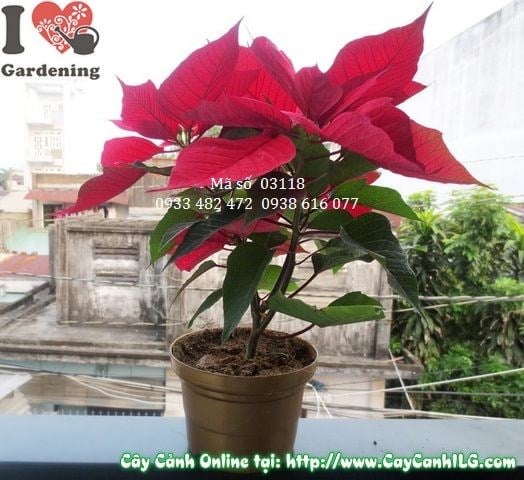Cây Trạng Nguyên (Cao 25cm – Ms: 03118)