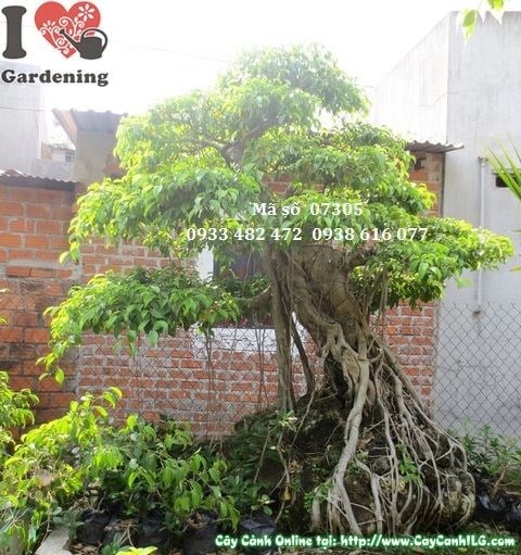 Cây Sanh Bonsai Cổ Thụ (Cao 230cm – Ms: 07305)
