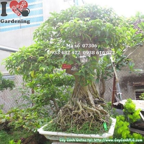 Cây Sanh Bonsai Già Dáng Đẹp (Cao 110cm – Ms: 07306)