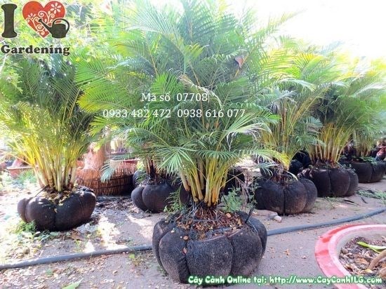 Cây Cau Nhật Bụi Lớn (Cao 1,6m – Ms: 07708)