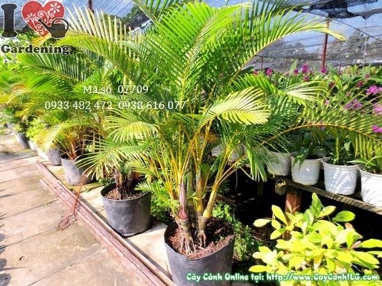 Cây Cau Nhật Trung (Cao 1,1m – Ms: 07709)
