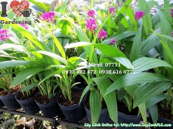 Cây Địa Lan Hoa Tím Đậm Mới (Cao 40cm – Ms: 07711)