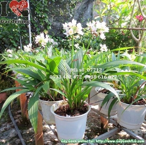 Cây Địa Lan Trắng Giống Mới (Cao 40cm – Ms: 07712)
