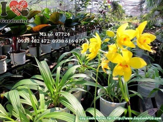 Cây Địa Lan Vàng Giống Mới (Cao 40cm – Ms: 07724)