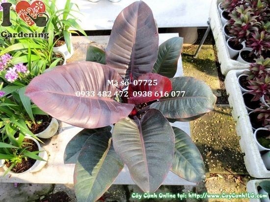 Cây Đại Đế Tím (Cao 45cm – Ms: 07725)
