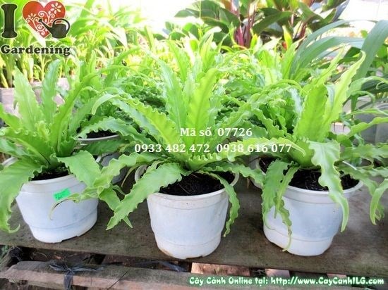Cây Dương Xỉ Giống Mới (Cao 15cm – Ms: 07726)