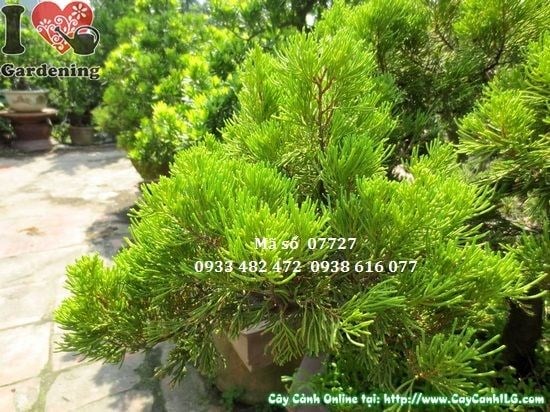 Cây Duyên Tùng Nhật Bonsai (Cao 1m – Ms: 07727)