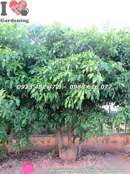 Cây Chiếc Cổ Thụ (Cao 4m – Ms: 23497)