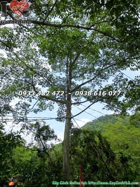 Cây Hoa Mộc Miên (Cao 6m – Ms: 23509)