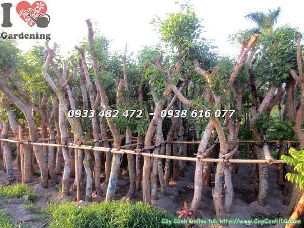 Cây Muồng Hoa Đỏ (Đk 15cm Cao 3.5m – Ms: 23504)