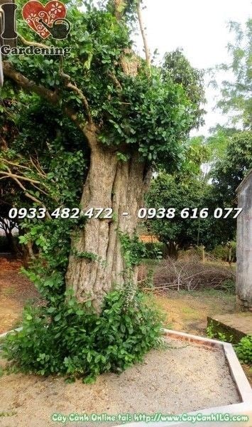 Cây Duối Cổ Thụ Cao 3m Gốc Lớn Đk 50cm (Ms: 23522)