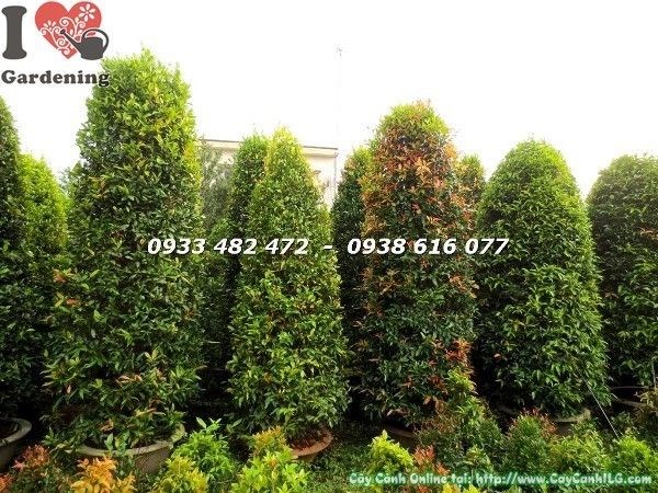 Cây Hồng Lộc Tán Tròn (Cao 3m – Ms: 22573)