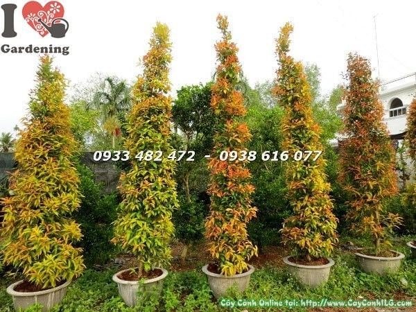 Cây Hồng Lộc (Cao 3m – Ms: 22604)