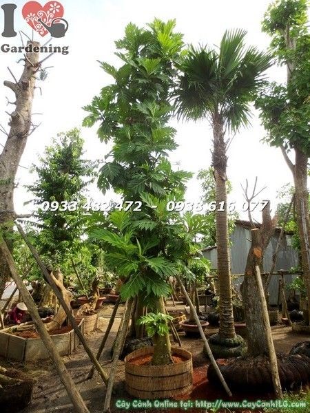 Cây Bánh Mì Ăn Trái Lớn (Cao 5m – Ms: 23485)