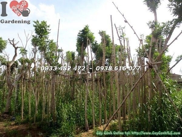 Cây Chuông Vàng Cao 6m Đang Dưỡng (Ms: 21641)