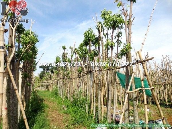 Cây Sala Cao 6m Đang Dưỡng (Ms: 21660)