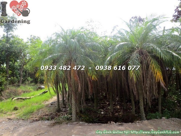 Cây Cau Nga Mi (Cao 2.5m – Ms: 21682)